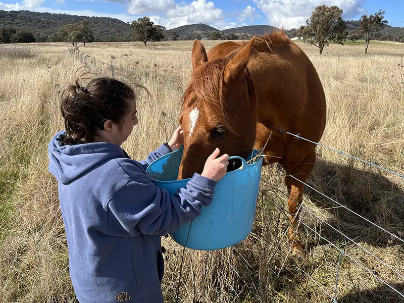Feeding-Horse